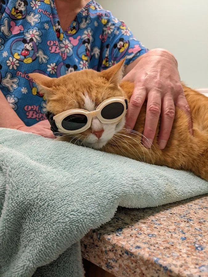 Webster Groves Animal Hospital: Knapp Jessica DVM