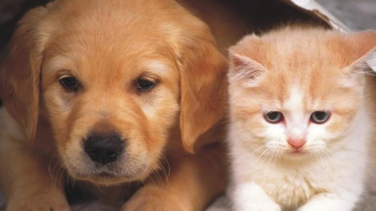 West Burleigh Veterinary Clinic: Kaiser Vickie DVM