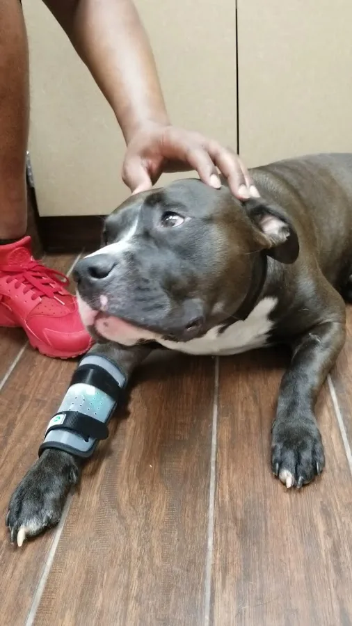 Westbury Animal Hospital