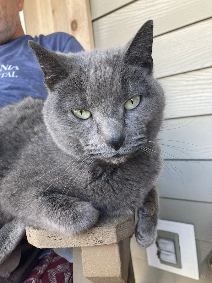 Western Carolina Regional Animal Hospital & Emergency Hospital