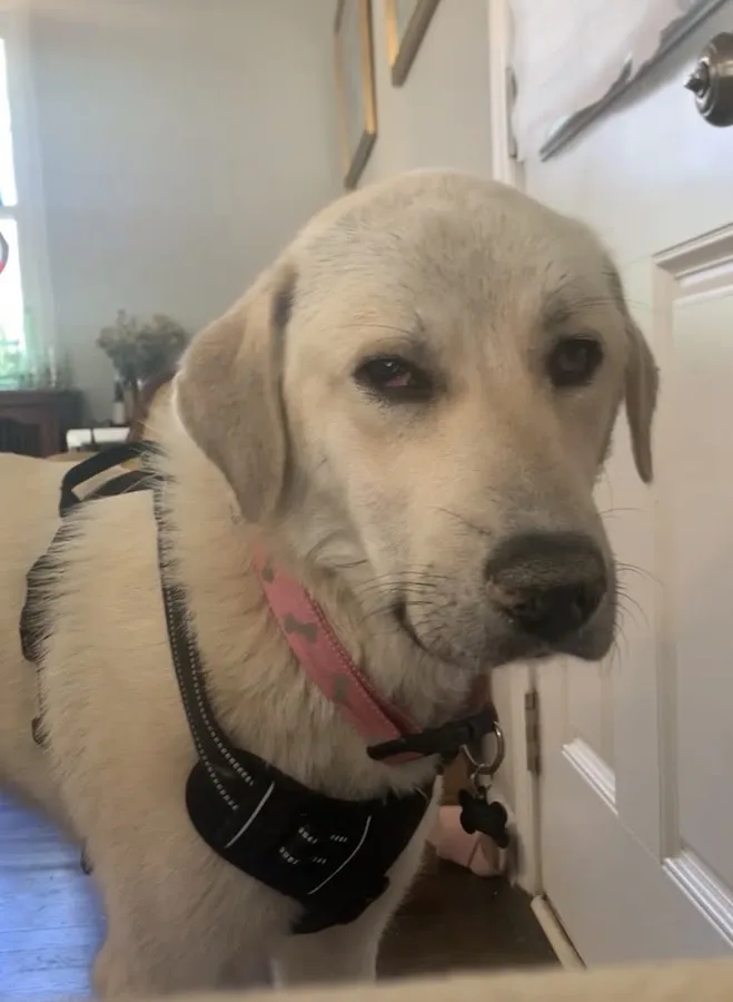 Westside Animal Emergency Clinic