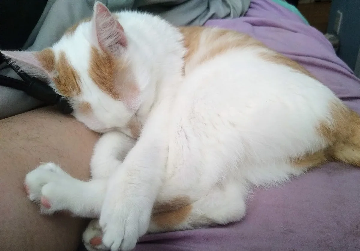 Westside Animal Emergency Clinic