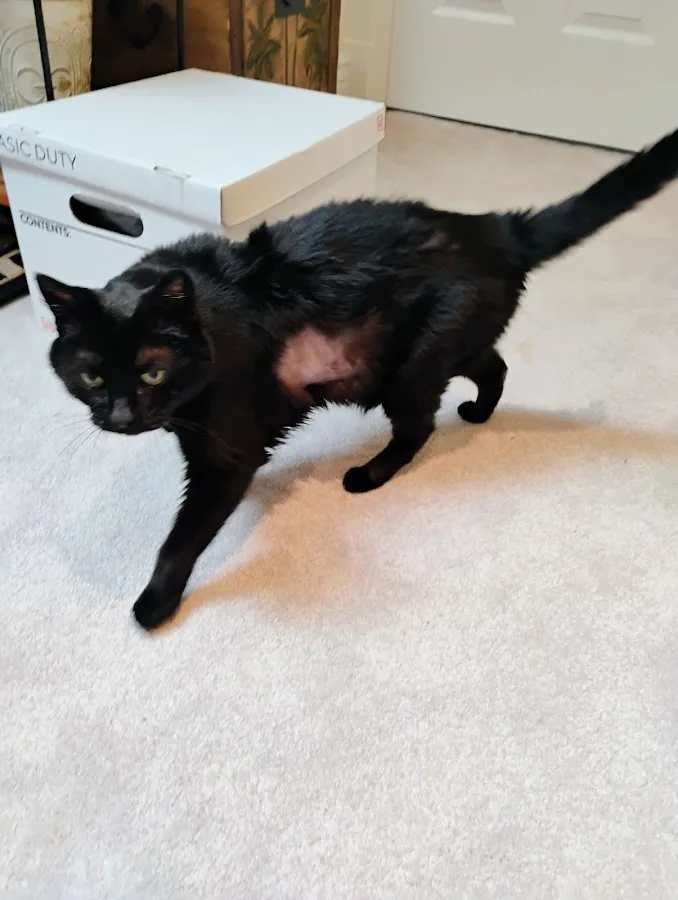 WestVet Boise 24/7 Animal Emergency & Specialty Center