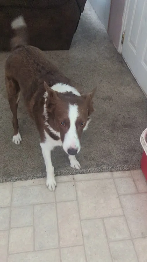 WestVet Boise 24/7 Animal Emergency & Specialty Center