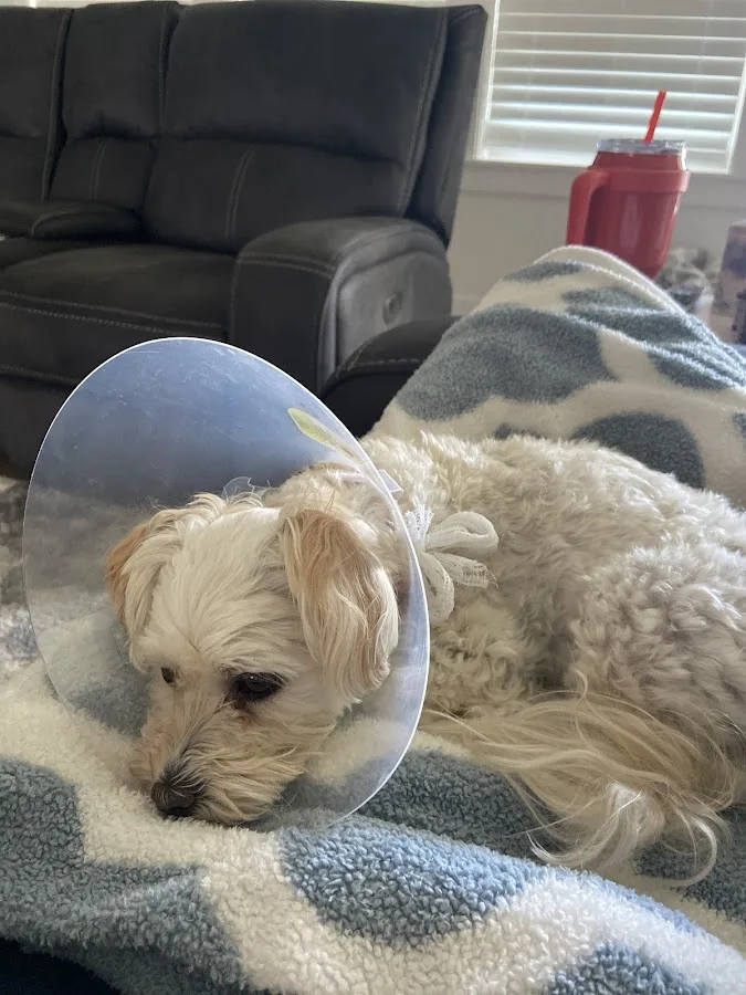 WestVet Meridian 24/7 Animal Emergency & Specialty Center