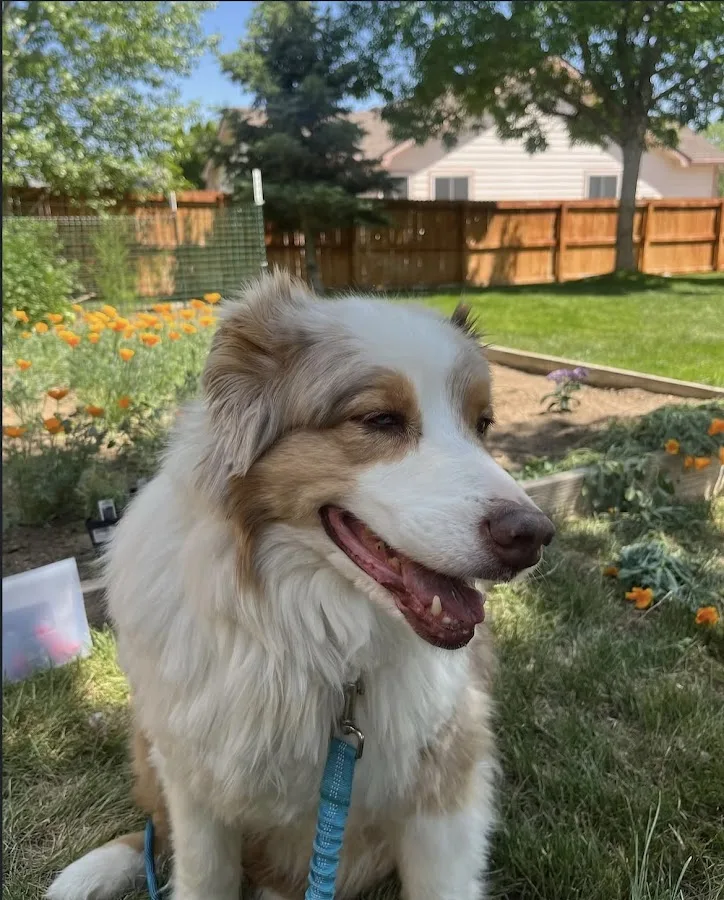 Wheat Ridge Animal Hospital