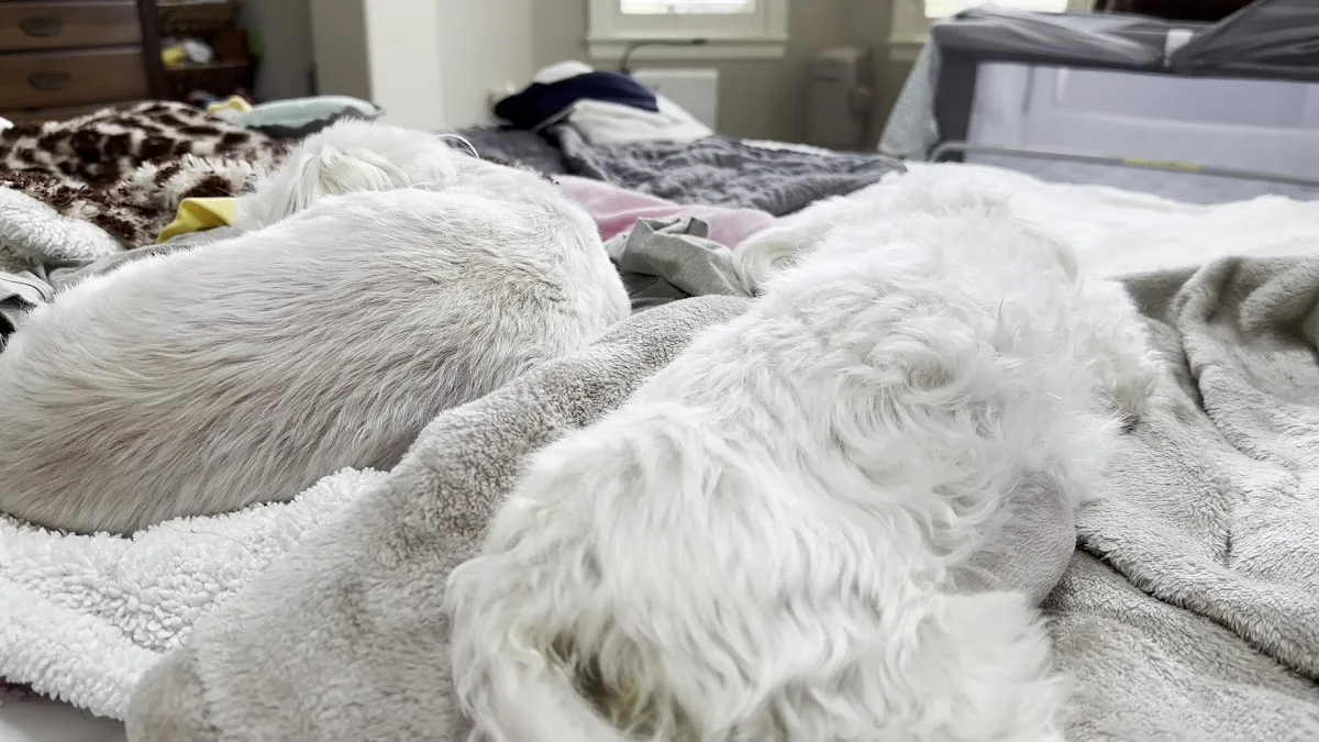 Wheat Ridge Animal Hospital