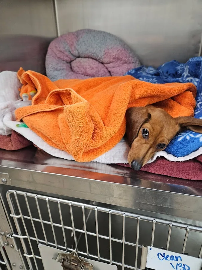 Wilson Veterinary Hospital primary photo