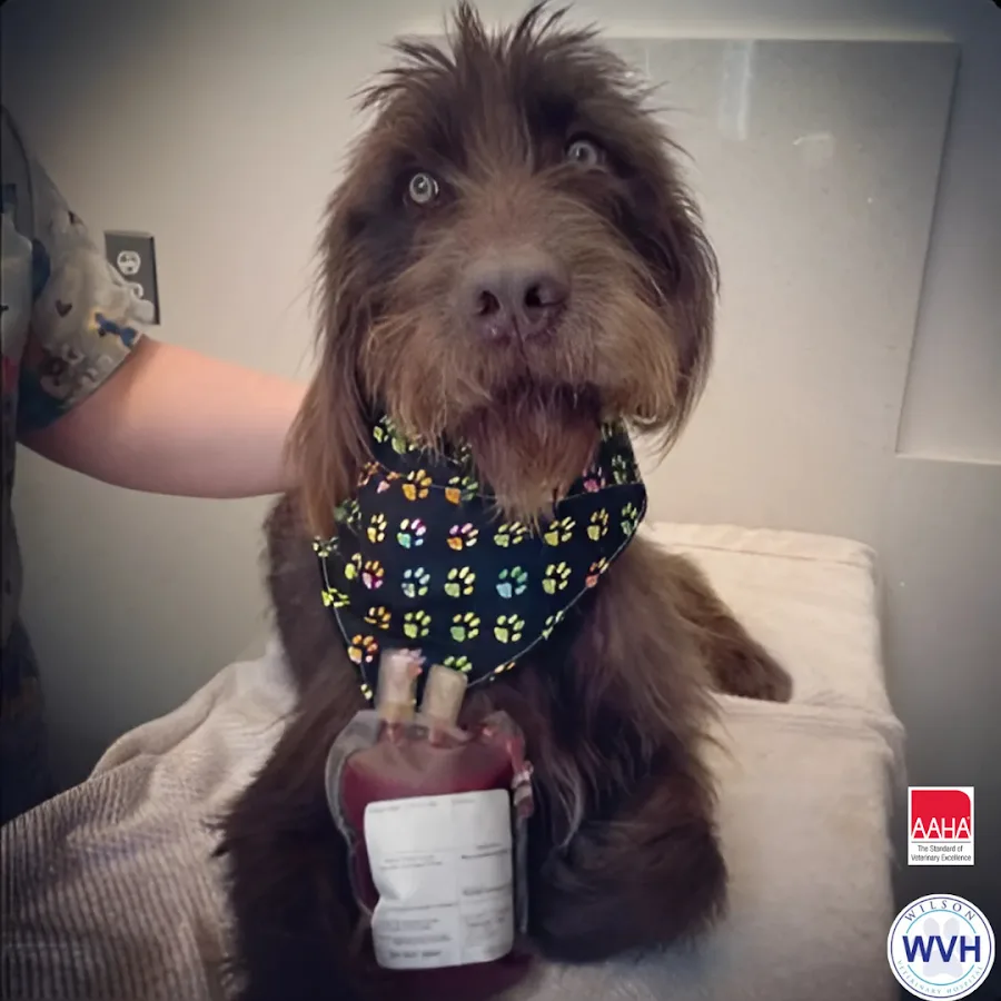 Wilson Veterinary Hospital