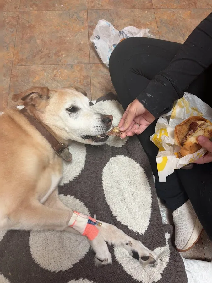 Wilson Veterinary Hospital