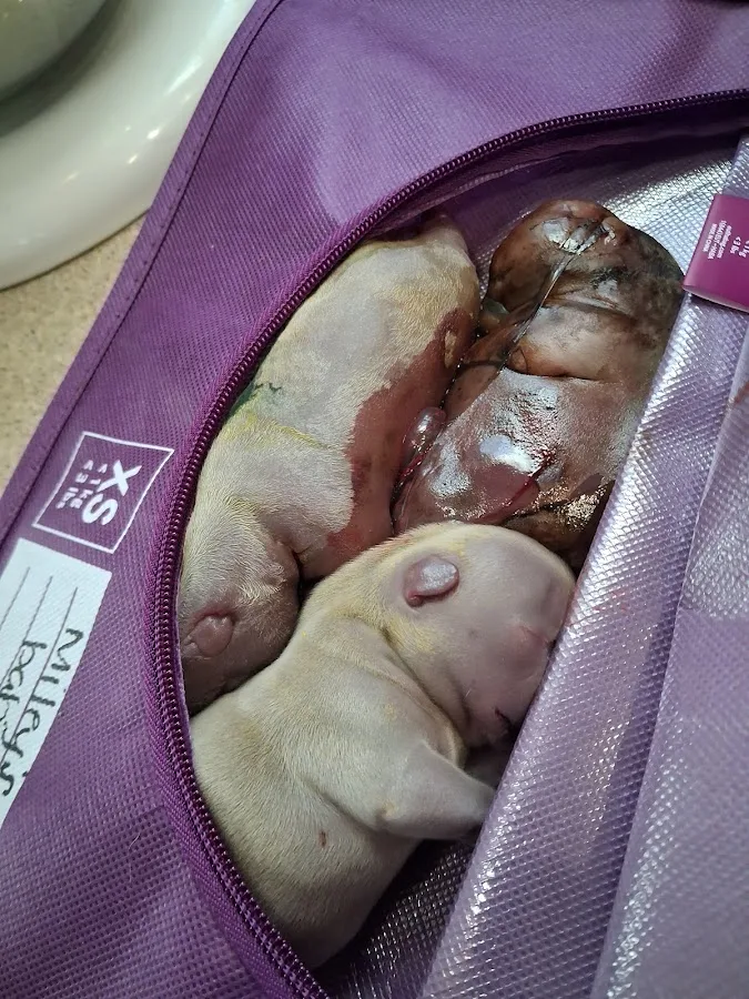 Wilvet Salem Emergency