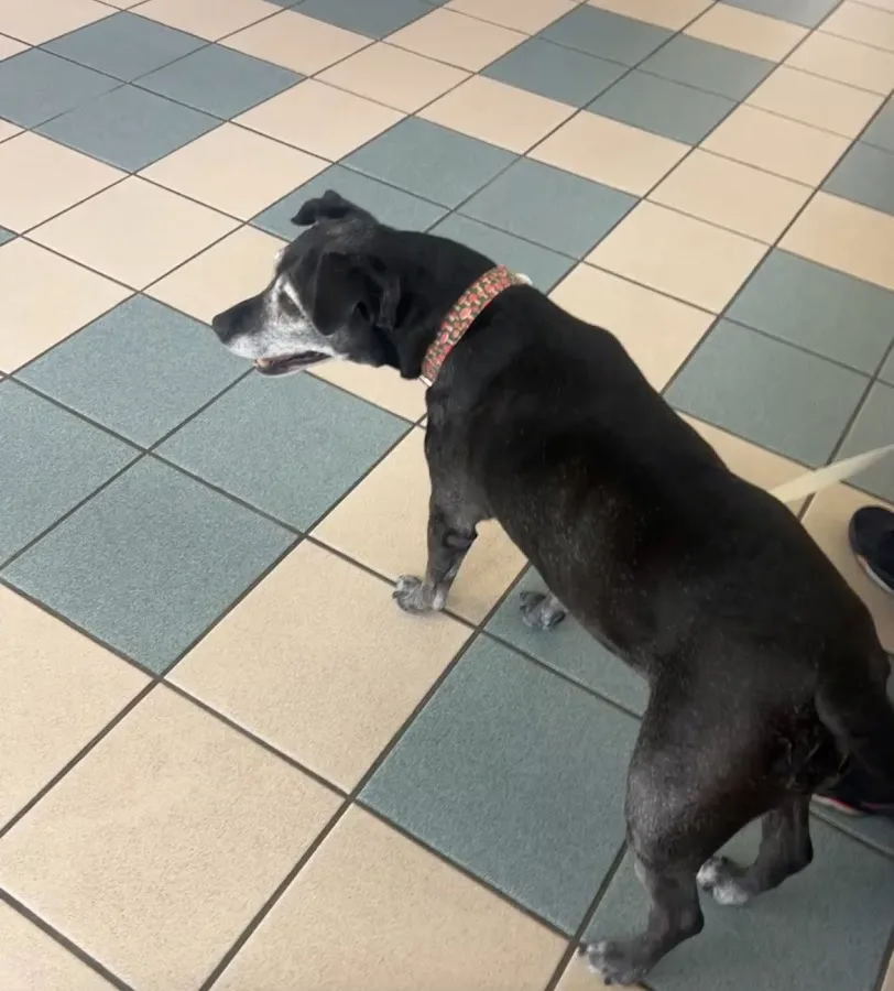 Windcrest Animal Hospital