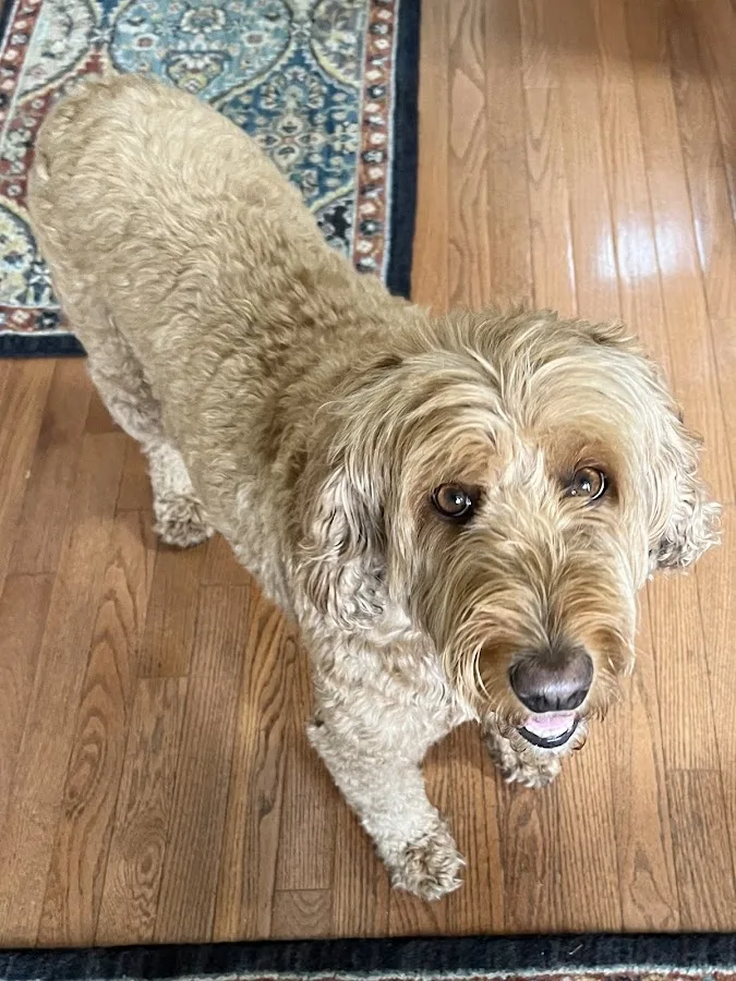 Windcrest Animal Hospital